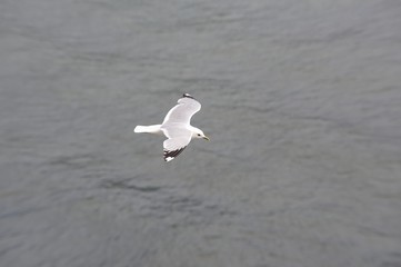 Soaring Seagull