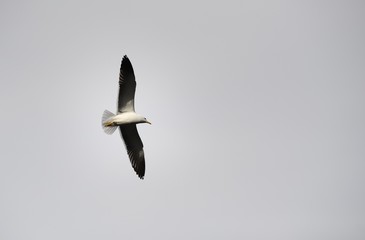 Underside of a Large Seagull