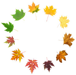 Collage of different leaves isolated on white