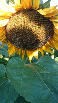 Sonnenblume maikaefer in bluete