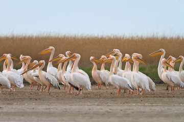 pelicans in the Danube Delta