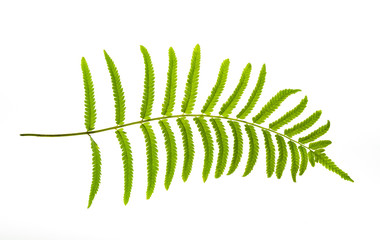 fern leaf