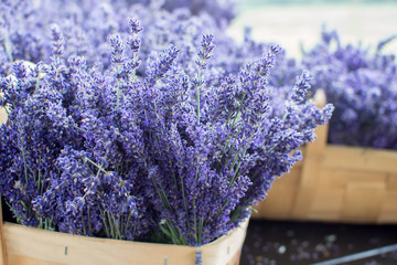 Fresh lavender in a basket