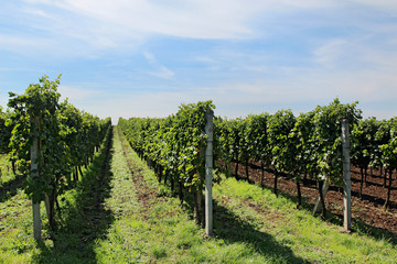Fototapeta na wymiar big vineyard with long lines in europe