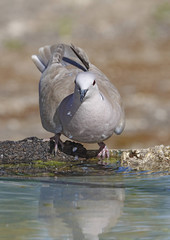 collared dove