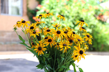 Beautiful Rudbeckia flowers in vase on wooden table, outdoors
