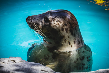 seal resting in the sun in the water