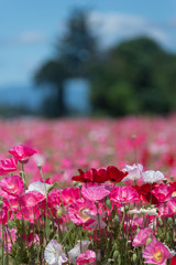 Poppies with blurred background