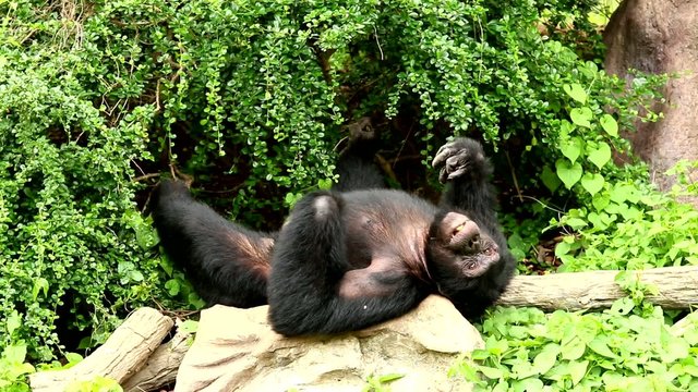 chimpanzee  in chiangmai-nightsafari chiangmai Thailand