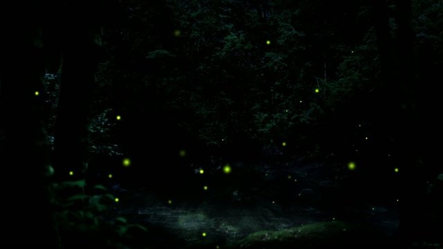 ホタルの森B
