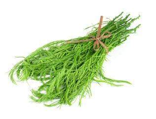 Acacia pennata isolated on white background