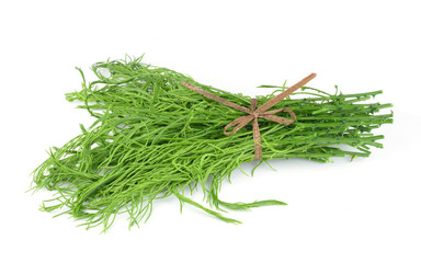 Acacia pennata isolated on white background
