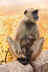 Gray langur (Semnopithecus dussumieri) with a baby sitting at Ra