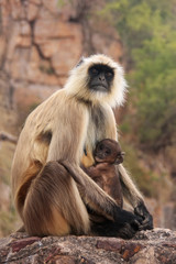 Gray langur (Semnopithecus dussumieri) with a baby sitting at Ra