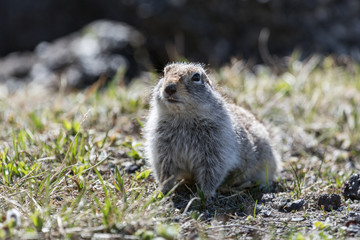Cute ground squirrel