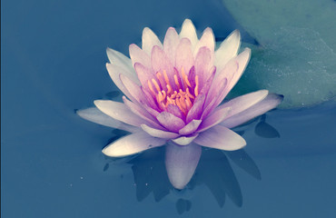 Lotus  flower with retro filter effect