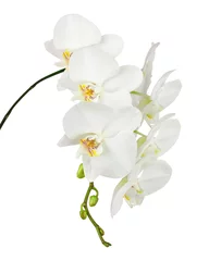 Poster Orchidée White orchid isolated on white background.
