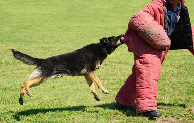 K9 dog in training, attack demonstration