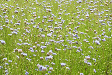 meadow with blue wildflowers