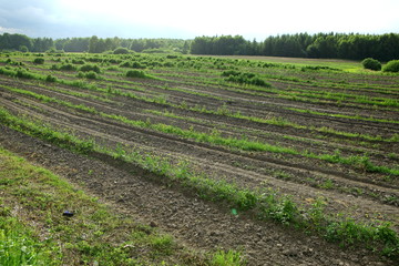 Pole malin © fotodrobik