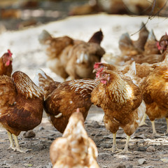 Happy hens in cage free