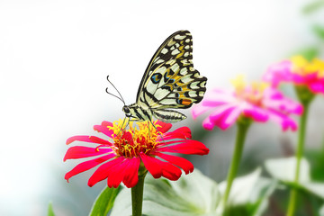 Fototapeta na wymiar Lime butterfly on red zinnia flower