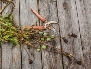 Faded poppy and secateurs