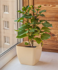 Dwarf dahlia in a flowerpot on the window