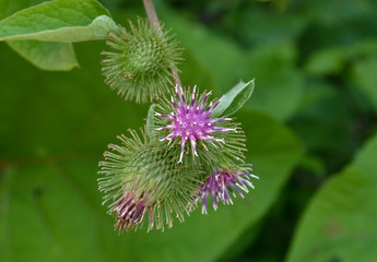 bardana (Arctium lappa)