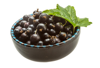 Black currant