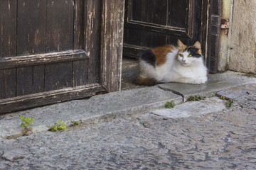 Chat devant la porte