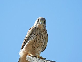 Common Kestrel (Falco tinnunculus)