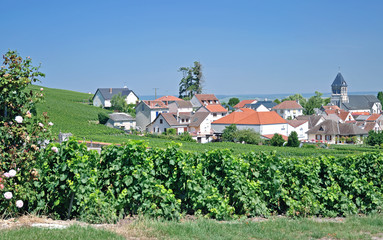 Fototapeta na wymiar der berühmte Weinort Oger in der Champagne bei Epernay