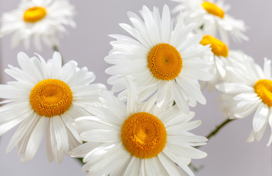 Camomiles