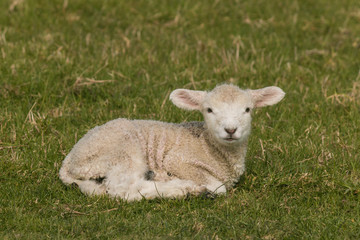 Naklejka na ściany i meble newborn lamb on green grass