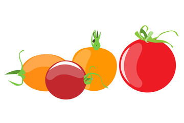 Tomato vector set