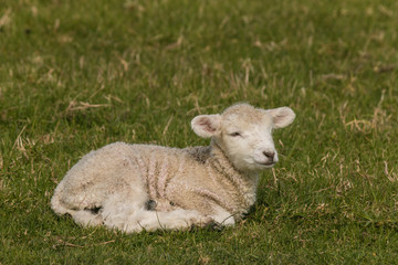 Fototapeta premium newborn lamb resting on grass