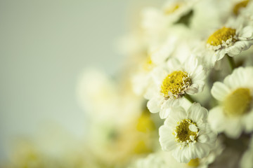 Camomile