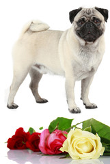 Mops mit Rosen