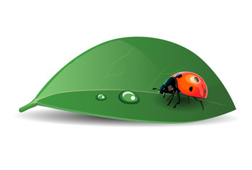 A ladybug on a leaf