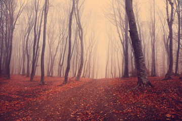 Foggy mystic forest during fall