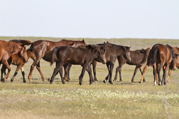 herd of horses wandering on a hot day of spring steppe