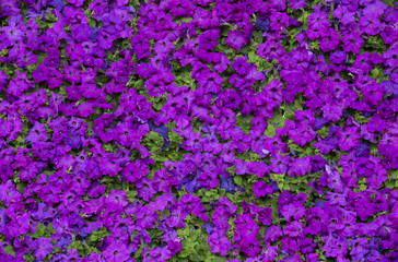 flowers as background