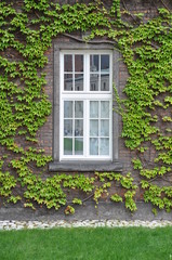 Fototapeta na wymiar Wall with window covered with green ivy