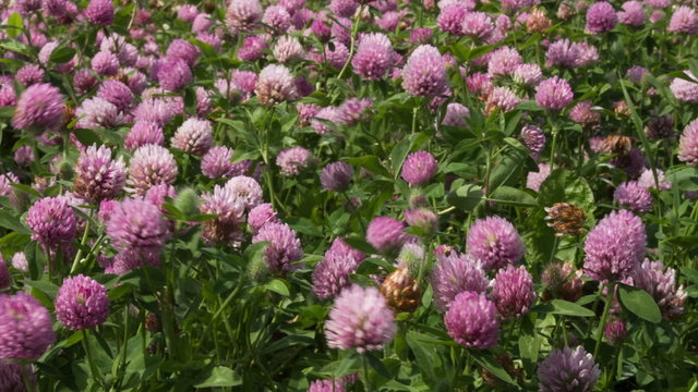 A large field of blooming clover