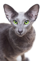 portrait of a gray oriental cat