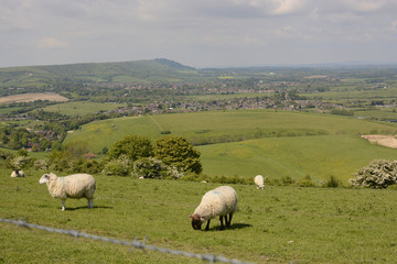 Fototapeta premium Countryside at Steyning. Sussex. England