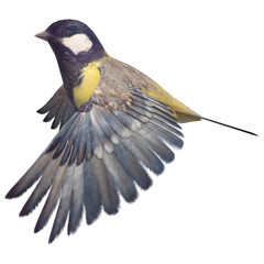 Great Tit