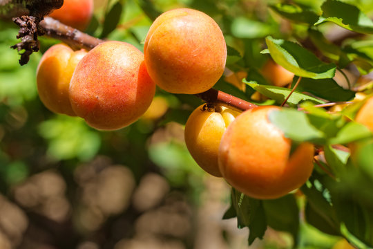 Ripe Apricots on the Tree