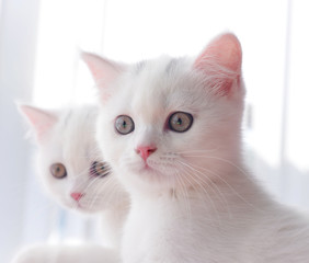 Portrait of British Shorthair Kitten sitting